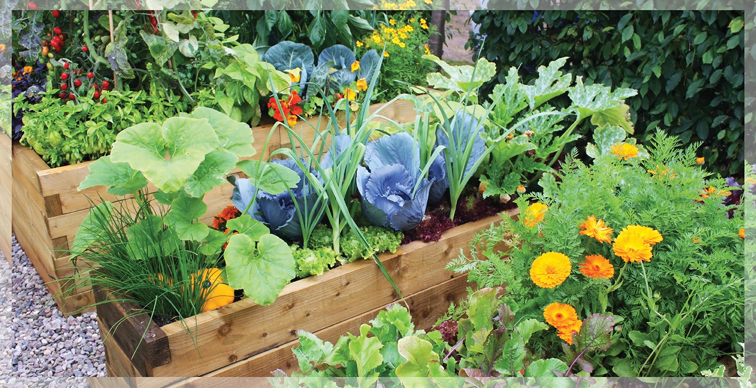 Garden Ideas: What to Plant for Summer