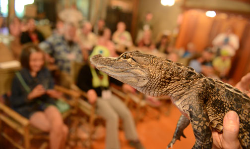 Baby Crocodile