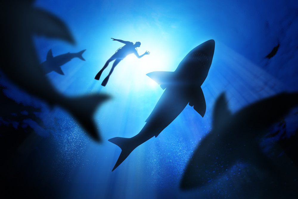Shark sightings and the financial markets? See what they have in common.