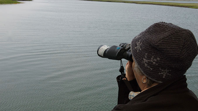 Birding tours in Cape May, NJ
