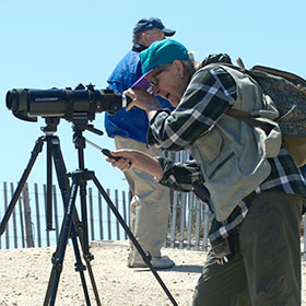 Birding tours in Cape May, NJ