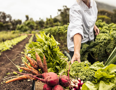 Person farming vegetables