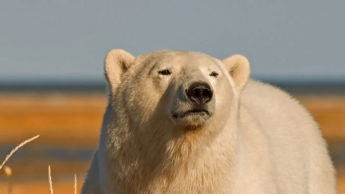 Polar Bear in Manitoba