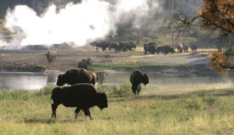 Yellowstone National Park