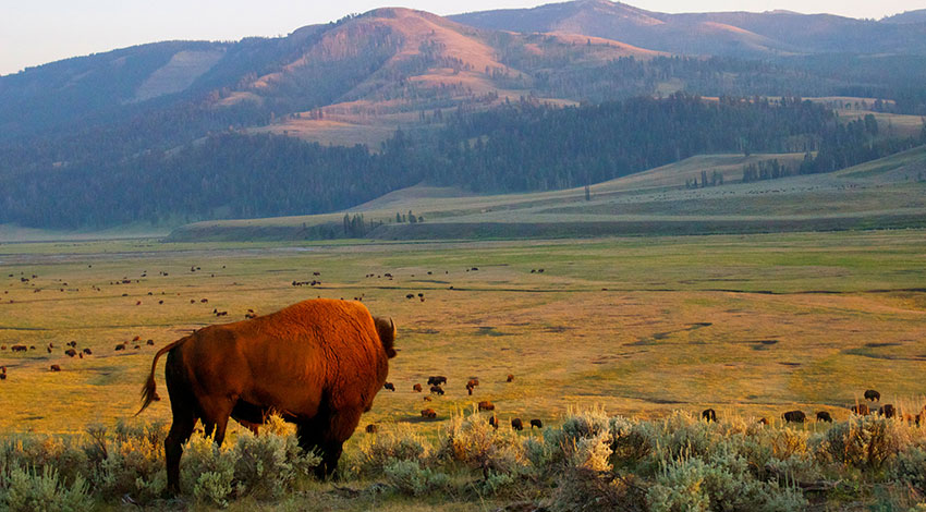 Yellowstone National Park