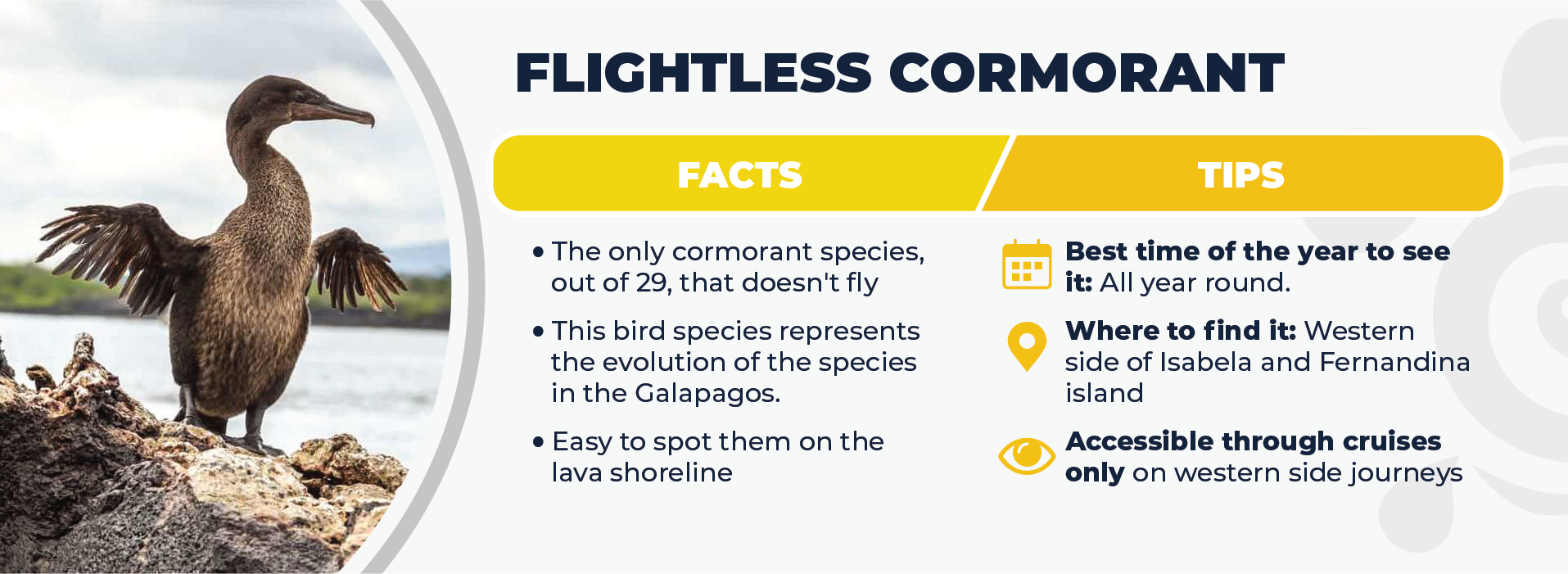 Flightless Cormorant Facts