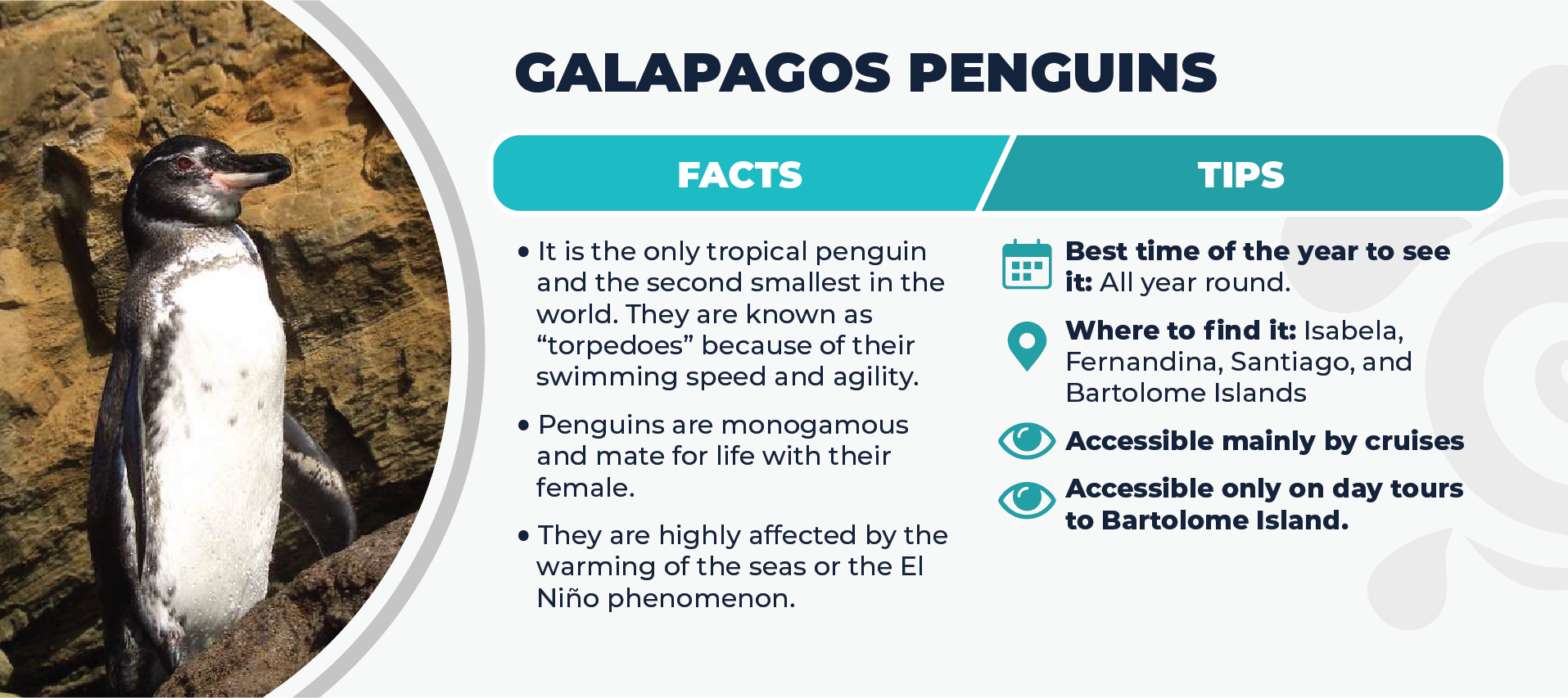 Galapagos Penguins facts