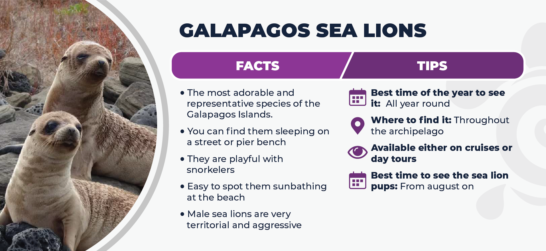 Galapagos Sea Lions Facts