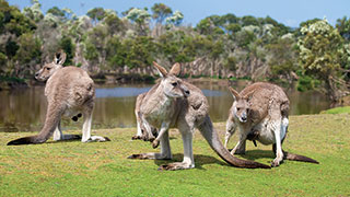 22091-australia-phillip-island-kangaroos-smhoz.jpg