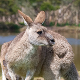 Australia & New Zealand