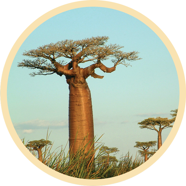 Baobab Trees of Madagascar