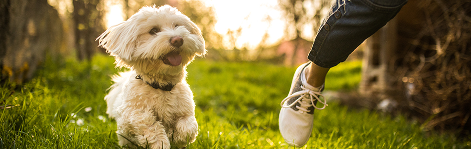 dogrunninginline.jpg