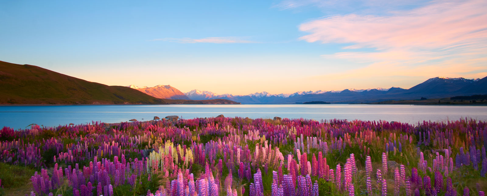 Lupins Of Lake Tekapo, New Zealand