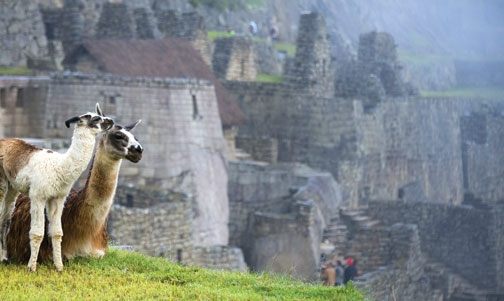 Llamas at Machu Picchu, Peru