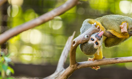 Spider Monkey, Amazon Rainforest